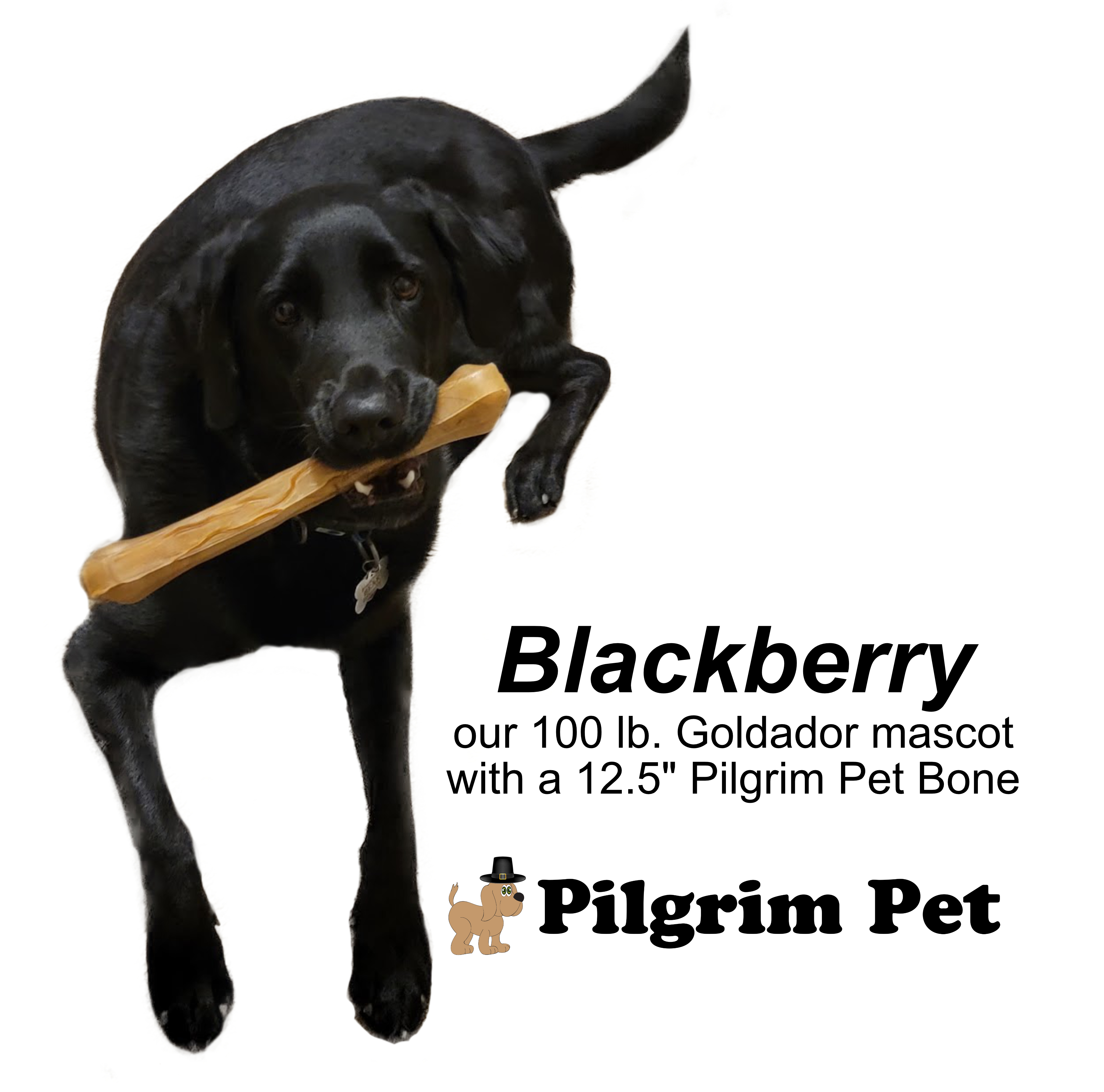 Dog with Bone